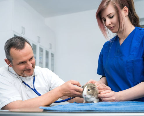 Tierarztpraxis Uwe Lenk - 1