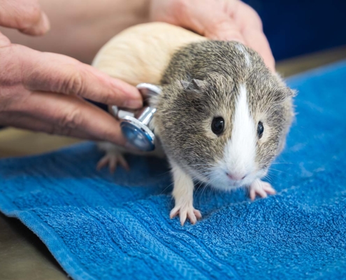 Tierarztpraxis Uwe Lenk - 4