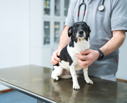 Tierarztpraxis Uwe Lenk - 5